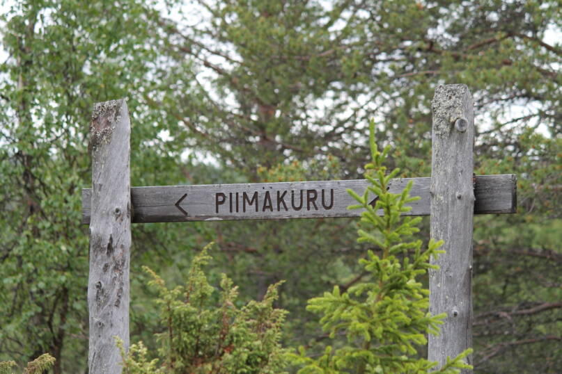 Piimäkuru Sallan Tuntsalla. Kuva: Vesa Heikkinen.