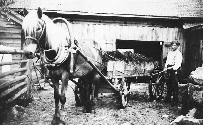 Räisälän talon työmies lantakuorman kanssa. Räisälä, 1909. Kuva: Museovirasto. CC BY 4.0