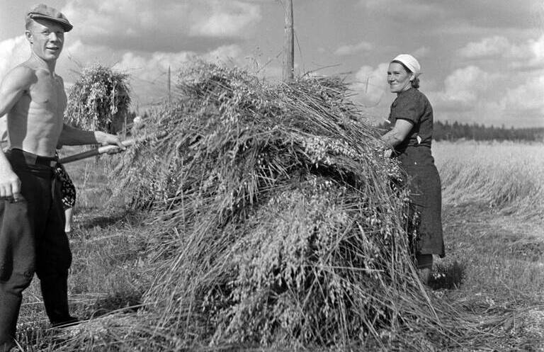 Viljaa kootaan seipäille Backaksen tilalla. 1950-luku. Kuva: Helsingin kaupunginmuseo. CC BY 4.0.