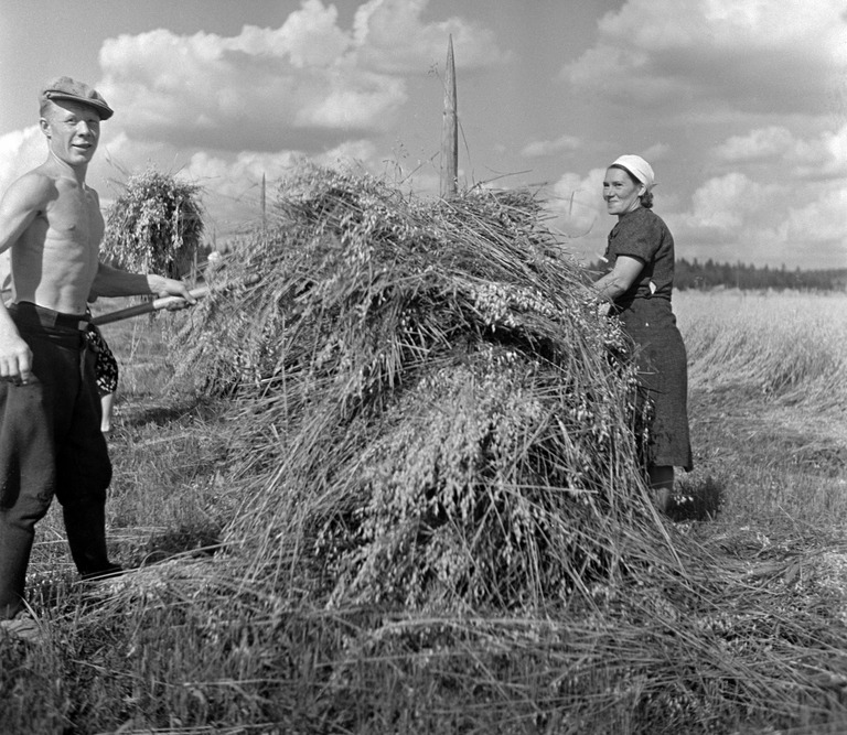 Viljaa kootaan seipäille Backaksen tilalla. 1950-luku. Kuva: Helsingin kaupunginmuseo. CC BY 4.0.