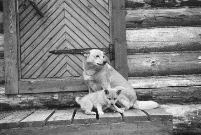 Kenraalimajuri Raappanan metsästyskoira pentuineen. 1942–1943. Kuva: Pauli Jänis. Museovirasto. CC BY 4.0.