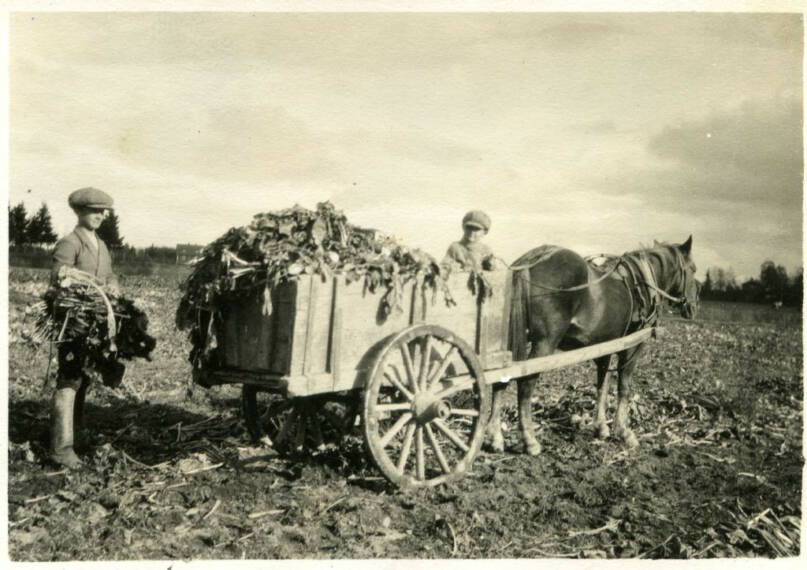 Lantunnostossa. Hilding Winberg ja Gustaf-Adolf Winberg nostamassa lanttua pellolla. Lantut nostetaan hevosen vetämiin kärryihin. Helsingin pitäjän kirkonkylä, Vantaa. 1927. Kuva: Vantaan kaupunginmuseo. CC BY 4.0.