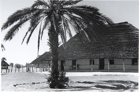 Taatelipalmu hylätyn lähetysasemarakennuksen edessä. Namibia, 1951‒1963. Lähde: Sata vuotta suomalaista lähetystyötä, osa 2. Kuva: Museovirasto. CC BY 4.0.