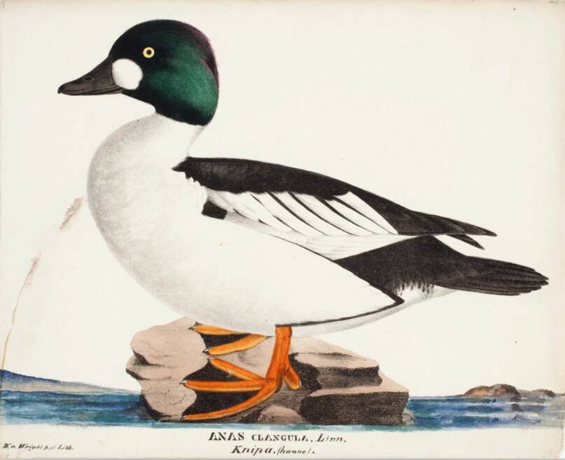 Wilhelm von Wright. Koirastelkkä. 1828–1838. Litografia, maalattu vesivärein, 20 x 27,6 cm. Kuva: Kansallisgalleria. CC0 1.0.