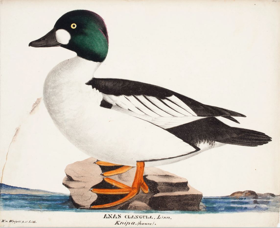 Wilhelm von Wright. Koirastelkkä. 1828–1838. Litografia, maalattu vesivärein, 20 x 27,6 cm. Kuva: Kansallisgalleria. CC0 1.0.