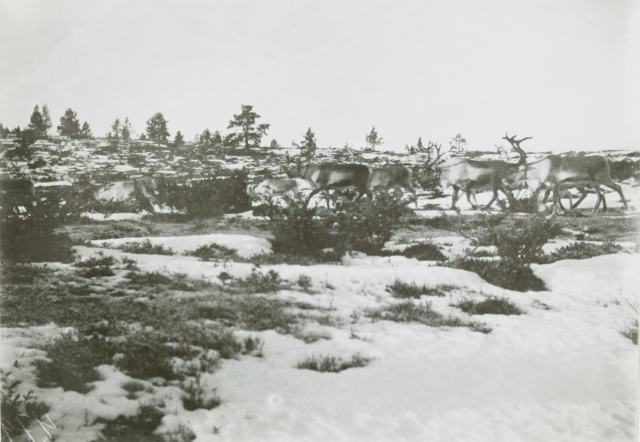 Poroja pälvellä Ruodusniemessä. Suijavaara, Ruotsi. 1919. Kuva: Eliel Lagercrantz. Museovirasto. CC BY 4.0.
