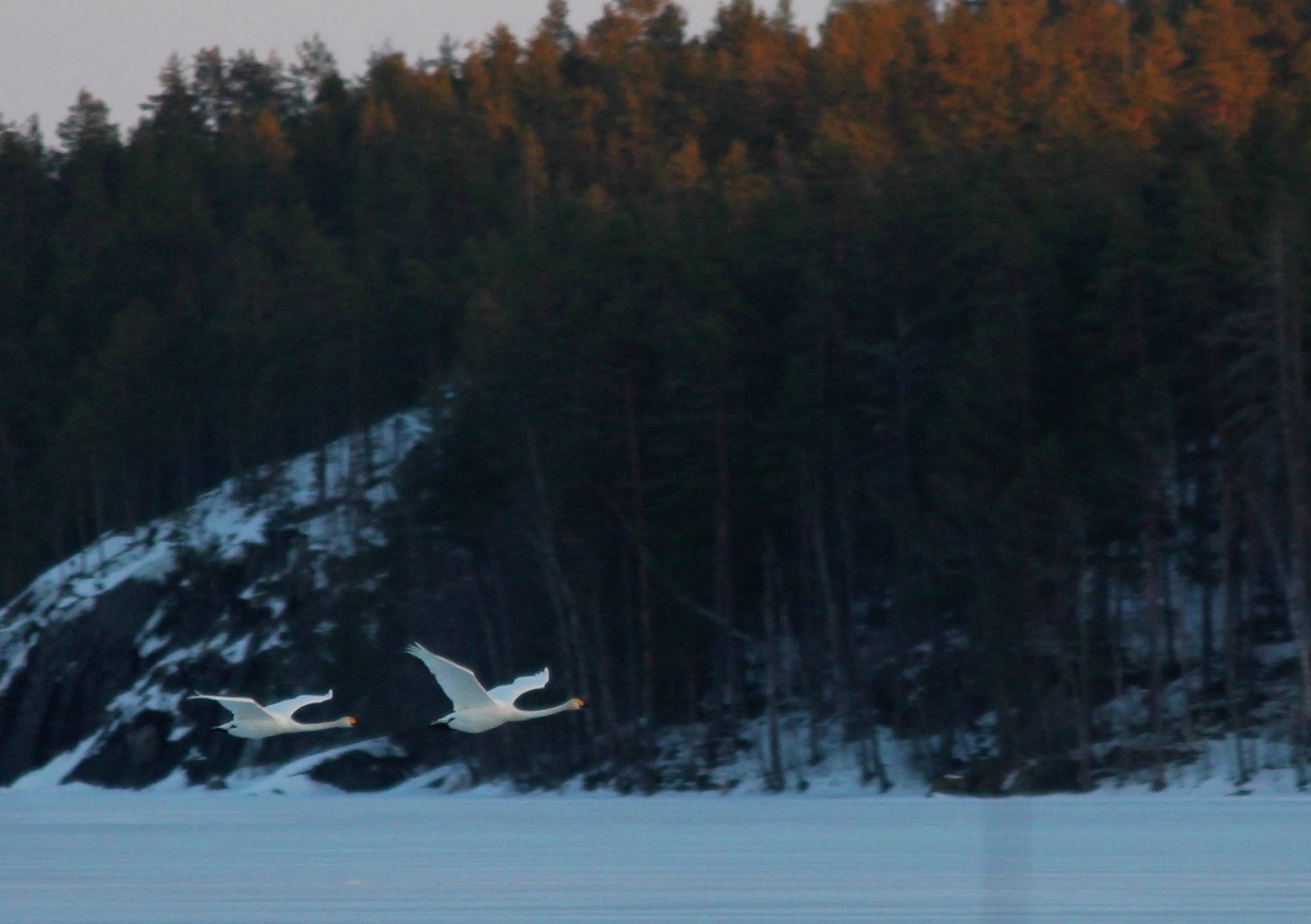 Kaksi joutsenta keväisellä Saimaalla. Kuva: Vesa Heikkinen.