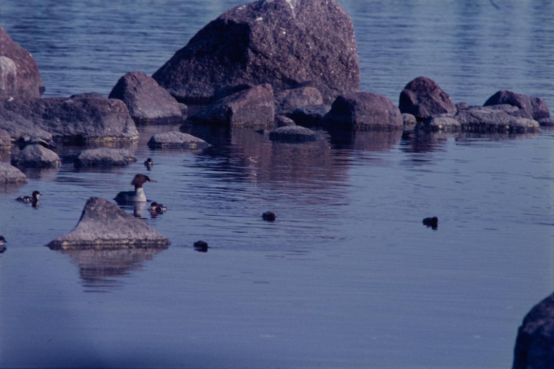 Tukkakoskelokoiras poikasineen. Kuva: Esa Niemelä. 1978. Suomen Metsästysmuseo. CC BY-NC-ND 4.0.