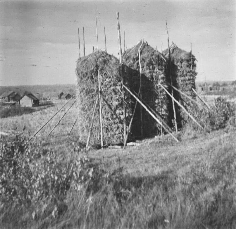 Heinäpaaleja, heinä seipäillä. Itä-Karjala, 1942. Kuva: Tyyni Vahter. Museovirasto. CC BY 4.0.