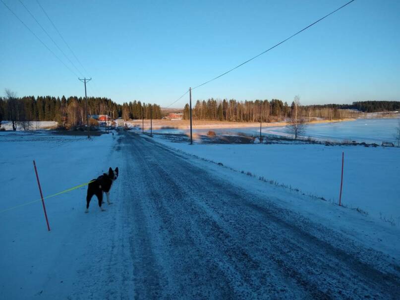 Karjalankarhukoira Sanni. Kuva: Sivi Ihalainen.