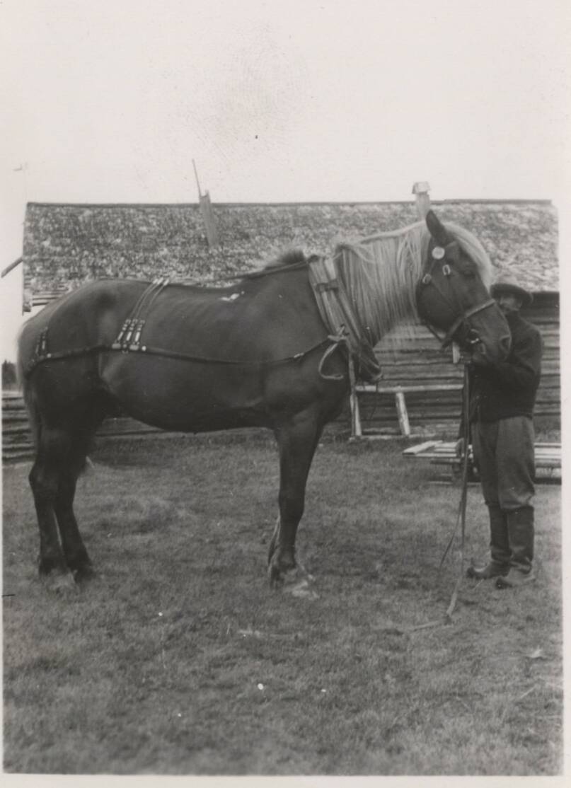 Kuvitus sanalipusta hevonen. ”Kylmäojan Iikka pitelee Polleaan”. Valokuva: J. Kemilä 1946, Utajärvi. Kuva: Kotuksen arkisto.