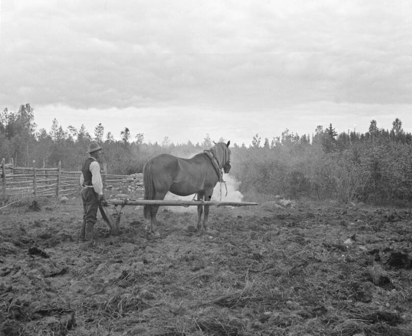 Suojärvi, Huttula, Tarvonlahti: peltoa kynnetään. Kuva: Auvo Hirsjärvi. Museovirasto. CC BY 4.0.