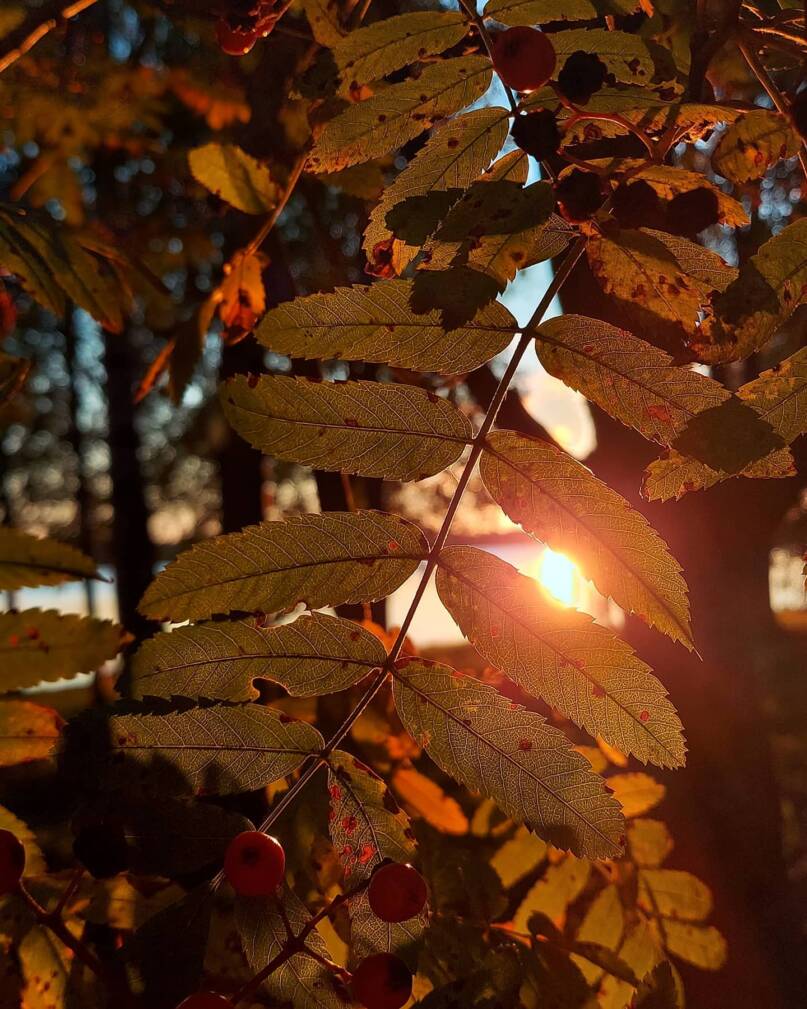 Auringonlasku ja pihlaja. Kuva: Ilona Lahtinen, Kotus.