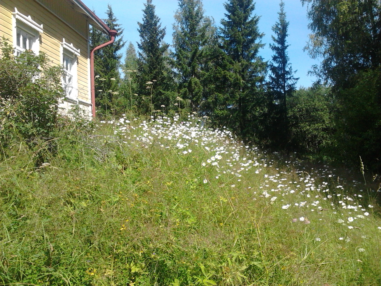 Niitytettyä pihapiiriä Kiteellä. Kuva: Leena Joki, Kotus.