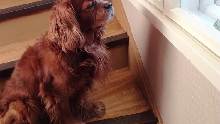 hund
